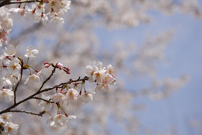 2012-04-02-12-45-09_ya.jpg