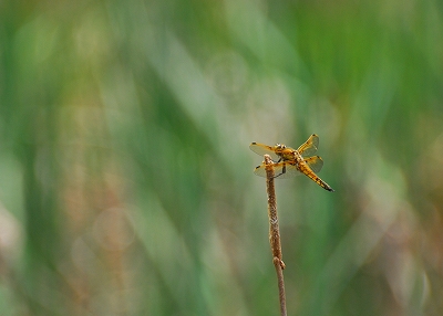 2012-04-24-12-40-18_ya.jpg