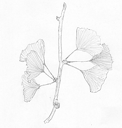 2013icho.png