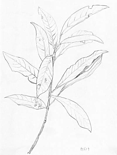 20141020wadagahaku.png