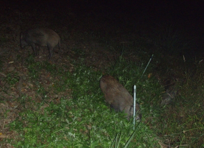 PA204473.jpg