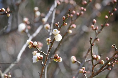 min-2010-02-04-12-24_ii.jpg
