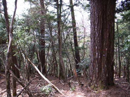 himekomatsu0001.jpg
