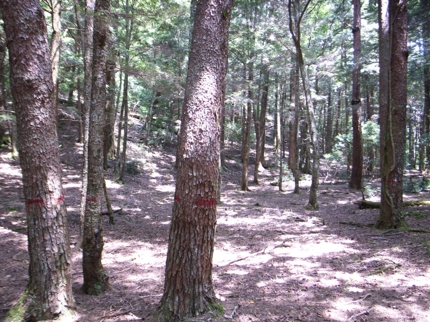 akamatsumomitsuga0001.jpg