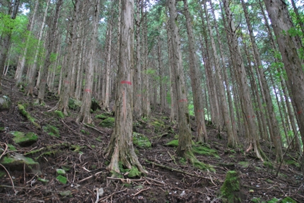 hinoki0001.jpg