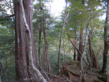 kouyamaki0001.jpg