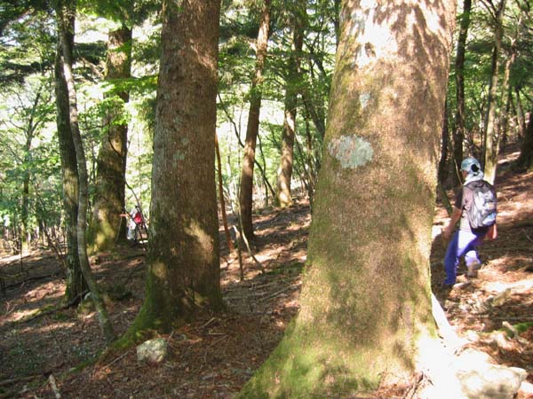 okitebanodera.JPG