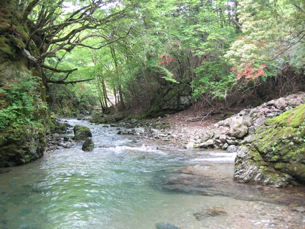 oyabugawa.JPG