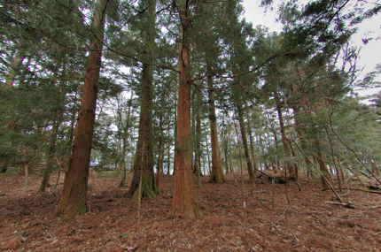 sugi0001.jpg