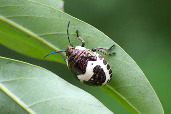 Poecilocoris lewisi