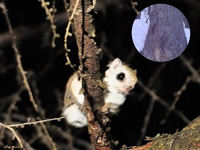 14 エゾモモンガ | Kyushu University Forests