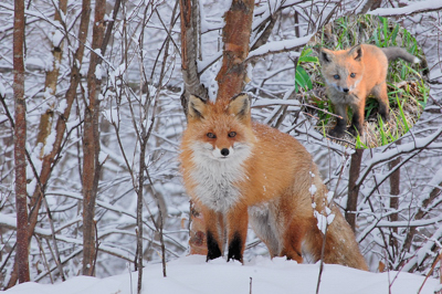 【キタキツネ】 キタキツネのものがたり(ﾟ∀ﾟ)ノ | ZXねこままんR