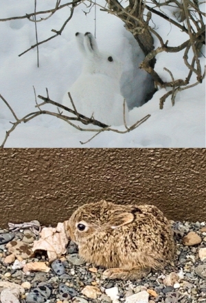 43 エゾユキウサギ | Kyushu University Forests