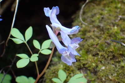 45 エゾエンゴサク | Kyushu University Forests