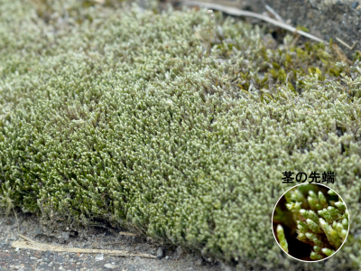 35 ギンゴケ | Kyushu University Forests