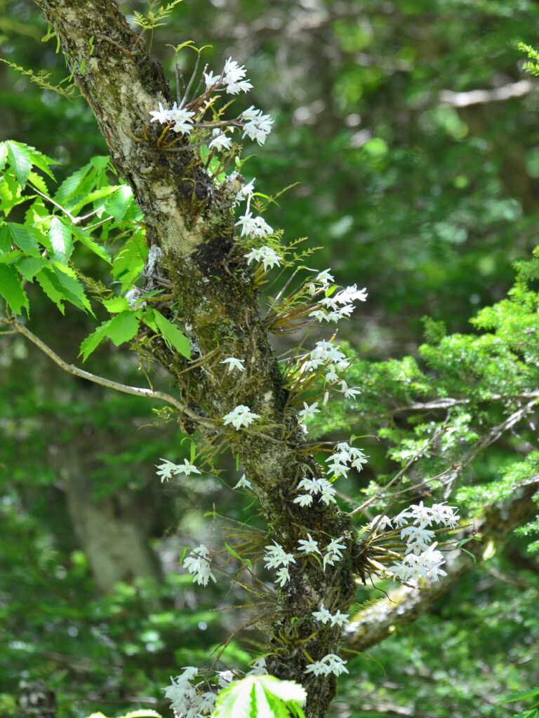 ラン科の植物 樹木に着生 セッコクの大株です　横30cm 縦20cm セッコク（ラン科）Dendrobium moniliforme (L.) Sw. by kubota