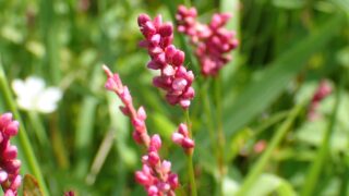 いぬたで 一般財団法人日本医薬情報センター(JAPIC)