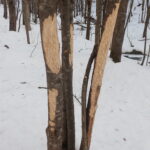 シカの樹皮食害