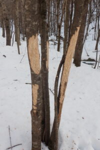 シカの樹皮食害